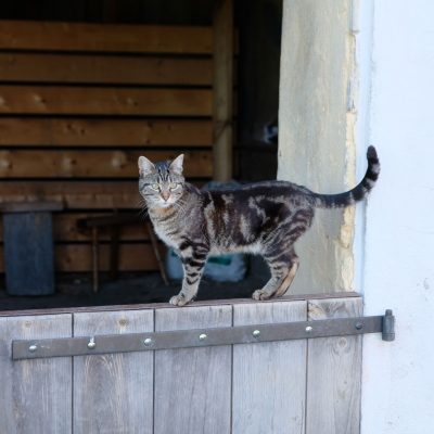 Ferme de l'âne vert à Lay (42)