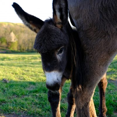 L'ânon de la ferme de l'Âne Vert